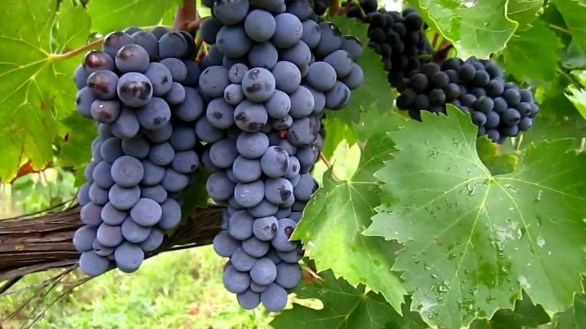 Sangiovese Grape 