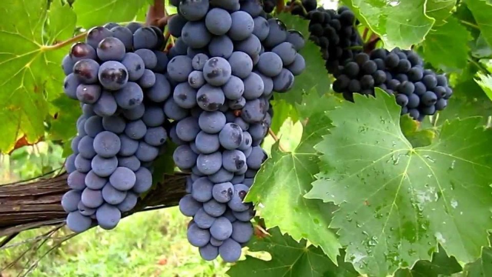 Sangiovese