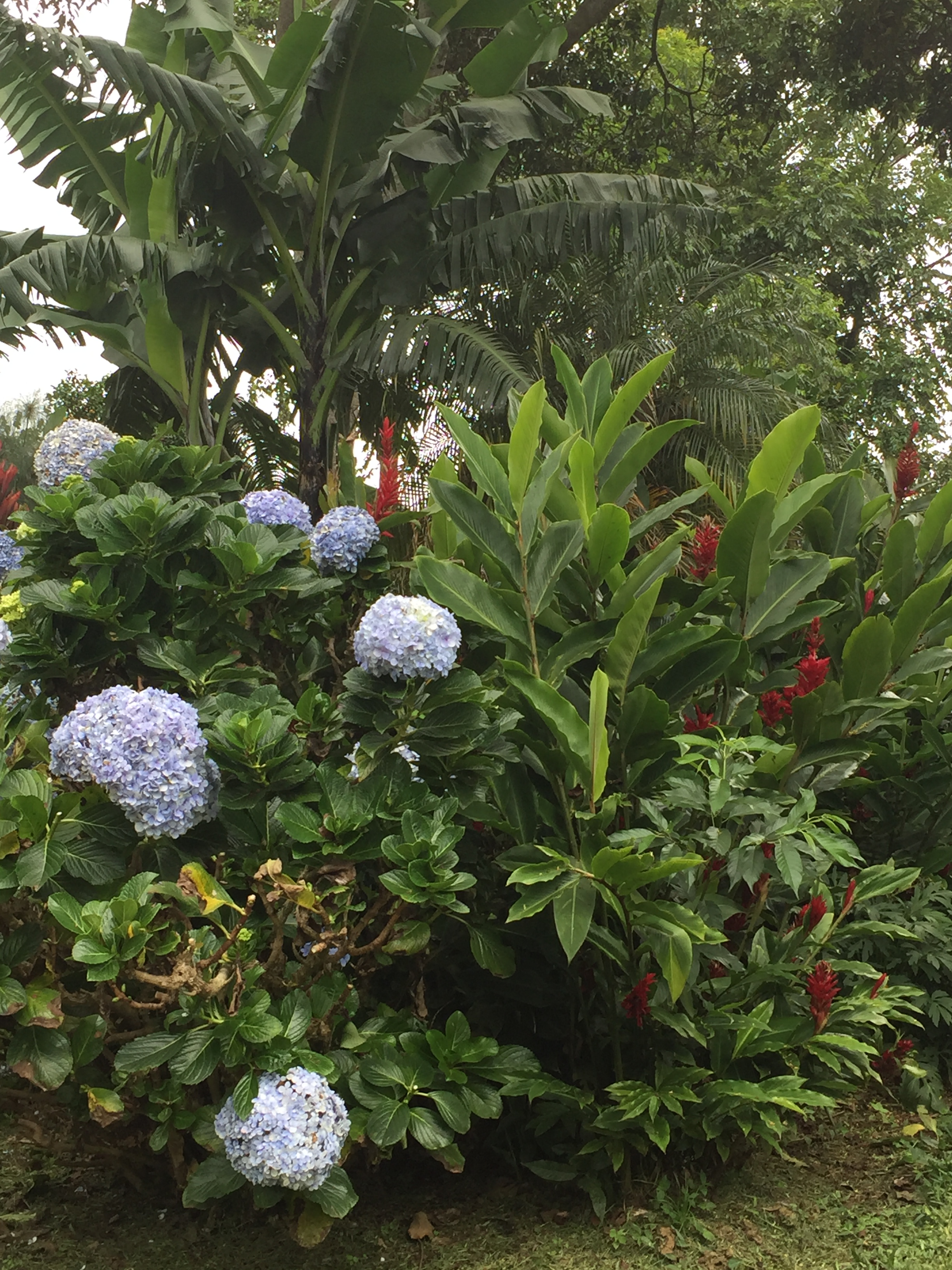 The lush garden at Doka Estate