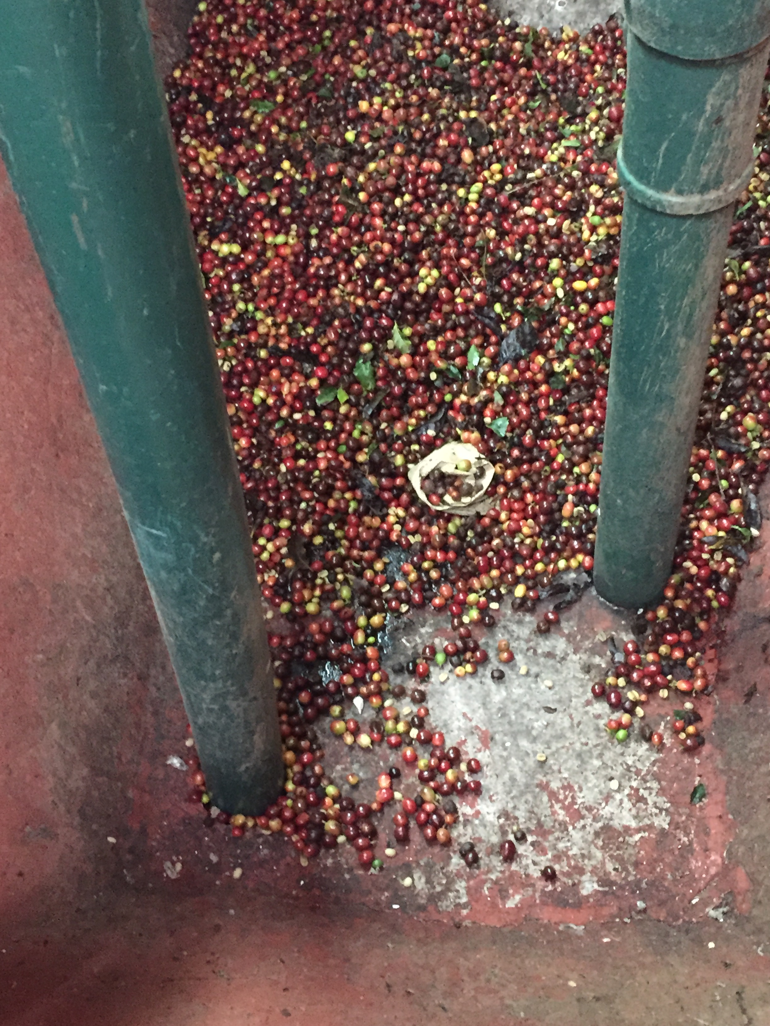Machine collecting coffee to classify them 